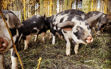 Billede af Fur Bryghus' produktionsmetoder og frilandsgrise