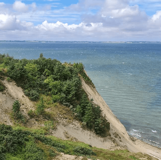 Billede af knudeklinten på Fur